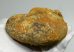 Macrocephalites ammonites Lengyelországból (834 gramm)  ELFOGYOTT (KD) 10