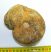 Macrocephalites ammonites Lengyelországból (834 gramm)  ELFOGYOTT (UW) 03