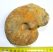 Macrocephalites ammonites Lengyelországból (834 gramm)  