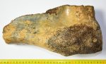   Mammuthus meridionalis részleges felkar csont (5,3 Kg) ELFOGYOTT (MIFI) 08
