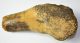 Mammuthus meridionalis partial humerus bone (5,3 Kg) SOLD (MIFI) 08