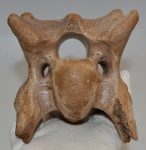 Bison priscus részleges nyakcsigolya csont 