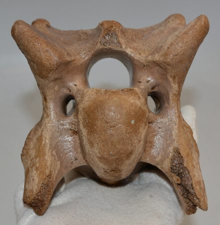 Bison priscus részleges nyakcsigolya csont 