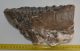 Mammuthus meridionalis partial tooth (2508 grams) SOLD (E) 10 Mammuthus meridionalis partial tooth (2508 grams) SOLD (E) 10