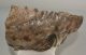 Mammuthus meridionalis partial tooth (2508 grams) SOLD (E) 10 Mammuthus meridionalis partial tooth (2508 grams) SOLD (E) 10