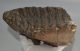 Mammuthus meridionalis partial tooth (2508 grams) SOLD (E) 10 Mammuthus meridionalis partial tooth (2508 grams) SOLD (E) 10