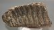 Mammuthus meridionalis partial tooth (2508 grams) SOLD (E) 10 Mammuthus meridionalis partial tooth (2508 grams) SOLD (E) 10
