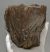 Mammuthus meridionalis partial tooth (2508 grams) SOLD (E) 10 Mammuthus meridionalis partial tooth (2508 grams) SOLD (E) 10