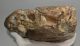 Mammuthus meridionalis partial tooth (2508 grams) SOLD (E) 10 Mammuthus meridionalis partial tooth (2508 grams) SOLD (E) 10