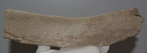 Mammuthus meridionalis részleges borda csont (271 mm)