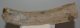 Mammuthus meridionalis részleges borda csont (271 mm)