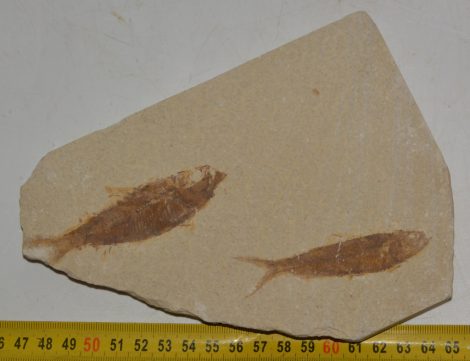 2 db Knighthia eocarna hal kövület 