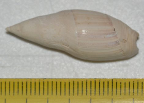 Ancillus buccinoides csiga kövület Franciaországból (Spirancilla buccinoides)
