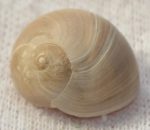 Neverita josephinia csiga fosszília Spanyolországból