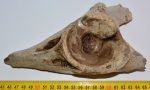 Bison priscus partial pelvic bone