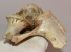 Bison priscus partial pelvic bone