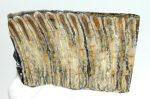   Stabilizált gyapjas mamut fog szelet (133 mm x 85 mm x 7-8 mm) ELFOGYOTT (LL B) 05