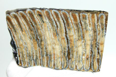 Stabilized Mammuthus primigenius tooth 133 mm x 85 mm x 7-8 mm SOLD (LL B) 05