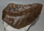 Mammuthus meridionalis tooth (1544 grams)