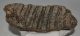 Mammuthus meridionalis tooth (1544 grams) Mammuthus meridionalis tooth (1544 grams)