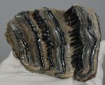 Mammuthus meridionalis fog (584 gramm)