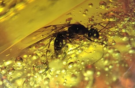 Chrisididae fossil in Dominican amber