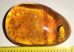 Chrisididae fossil in Dominican amber