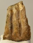 Mammuthus meridionalis partial tooth (1200 grams)