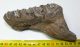 Mammuthus meridionalis részleges fog (460 gramm)