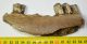 Bison sp. partial jaw (143 mm)