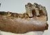 Bison sp. partial jaw (143 mm)