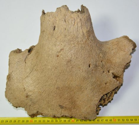 Bison priscus részleges koponya csont (319 mm)