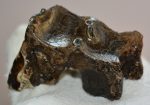Woolly Rhino upper tooth (74 grams) Coelodonta antiquitatis