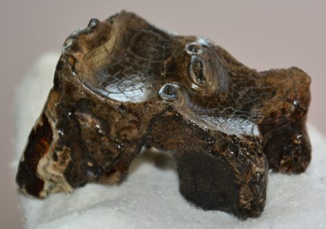 Gyapjas orrszarvú felső fog (74 gramm)