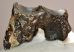 Woolly Rhino upper tooth (74 grams) Coelodonta antiquitatis