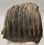 Mammuthus meridionalis részleges fog (2659 gramm)