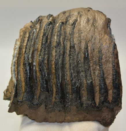 Mammuthus meridionalis részleges fog (2659 gramm)