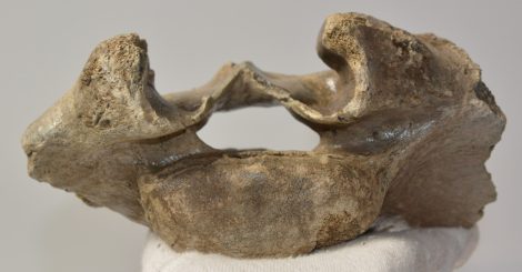 Bison priscus részleges sacrum csigolya Bison priscus részleges sacrum csigolya