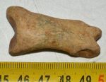 Ursus spelaeus toe bone (45 mm) proximal phalanges