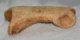 Ursus spelaeus toe bone (45 mm) proximal phalanges