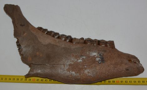 Equus sp. ló részleges állkapocs (364 mm)