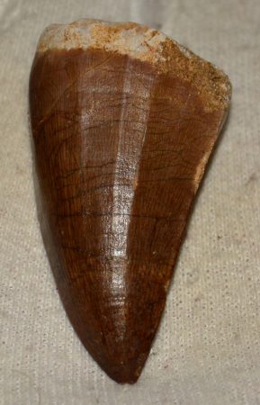 Mosasaurus tooth from Morocco (51 mm)