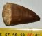 Mosasaurus tooth from Morocco (51 mm)