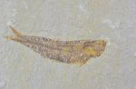 Knighthia eocaena fish fossil from Wyoming