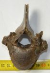 Equus sp. partial vertebra 