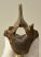 Equus sp. partial vertebra 