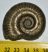 Hildoceras ammonitesz Angliából