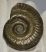 Hildoceras ammonites from Yorkshire