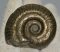 Hildoceras ammonitesz Angliából