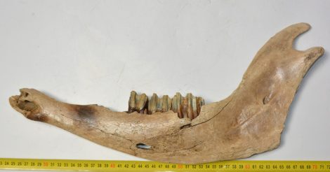 Bison priscus részleges jobb alsó állkapocs (477 mm)